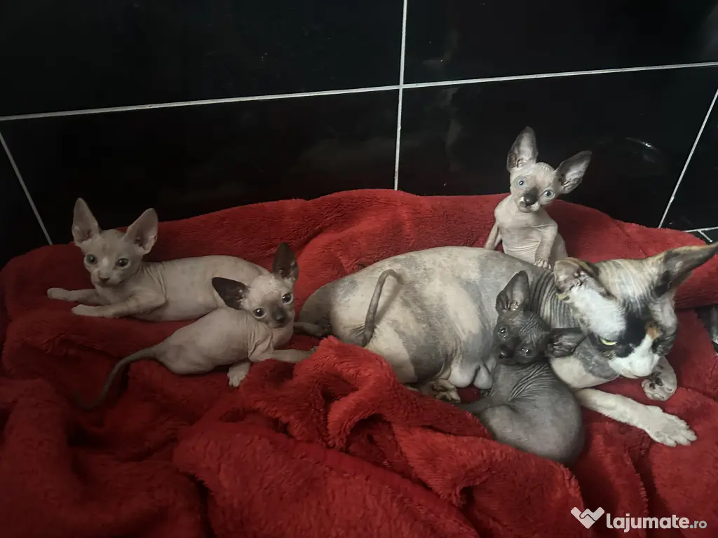 Pui Pisica Sphynx - Cu carnet de sanatate si primul vaccin facut