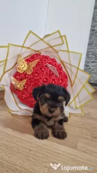 yorkshire terrier