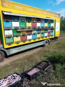 Stupină Mercedes benz eoro3 10,5 t