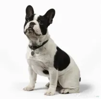 Bulldog francez aproape 2 ani adoptie