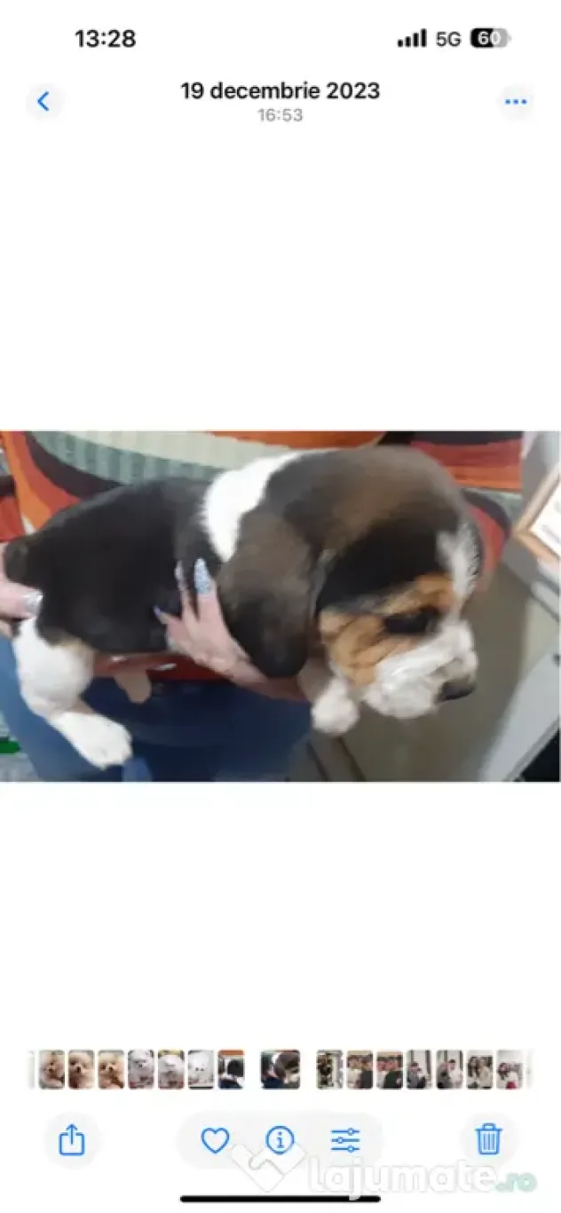 Băieței și fetițe Beagle