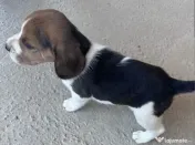 Băieței și fetițe Beagle