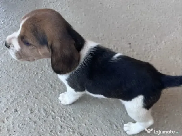Băieței și fetițe Beagle