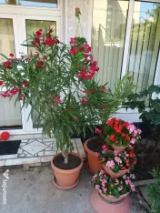 Vand leandri in Ploiesti
