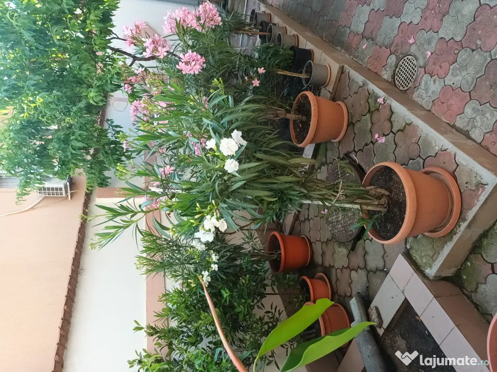 Vand leandri in Ploiesti