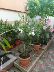 Vand leandri in Ploiesti