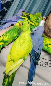 Vând Micul Alexandru și alte specii de papagalii