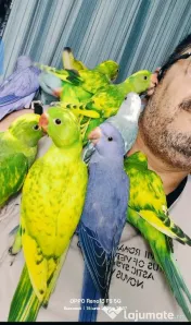 Vând Micul Alexandru și alte specii de papagalii