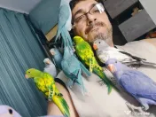 Vând Micul Alexandru și alte specii de papagalii