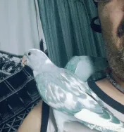 Vând Micul Alexandru și alte specii de papagalii