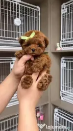 pudel puppy rasa pura