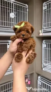 pudel puppy rasa pura 