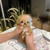 pudel puppy rasa pura 