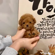 pudel puppy rasa pura 
