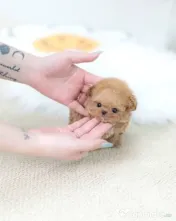 pudel puppy rasa pura 