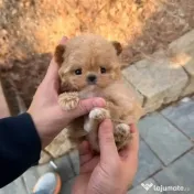 pudel puppy rasa pura 