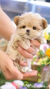 pudel puppy rasa pura 