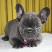 bulldog francez de excepție rasa pura 