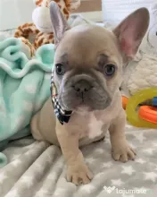 bulldog francez de excepție rasa pura 