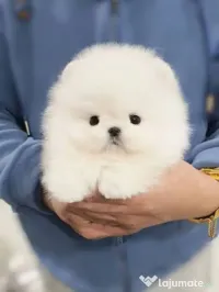 Pomeranian talie de 1500 grame la maturitate 