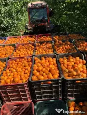 Caise pentru tuica sau palinca 
