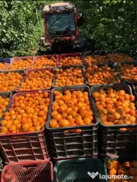 Caise pentru tuica sau palinca 
