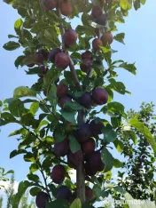 Vând prune românești pentru consum, producție 2026 