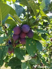 Vând prune românești pentru consum, producție 2026 