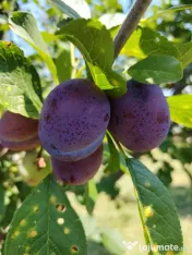 Vând prune românești pentru consum, producție 2026 