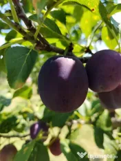 Vând prune românești pentru consum, producție 2026 