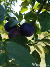 Vând prune românești pentru consum, producție 2026 