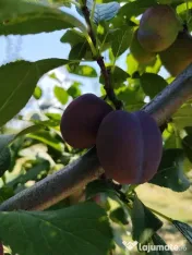 Vând prune românești pentru consum, producție 2026 