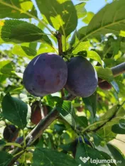 Vând prune românești pentru consum, producție 2026 