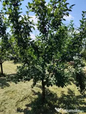 Vând prune românești pentru consum, producție 2026 