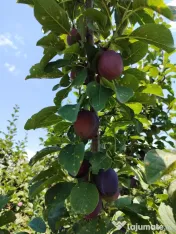 Vând prune românești pentru consum, producție 2026 