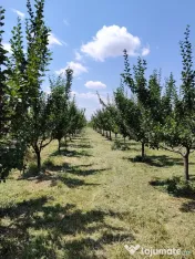 Vând prune românești pentru consum, producție 2026 