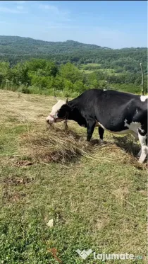 Vând vaca