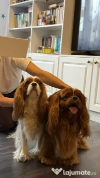 Pui Cavalier King Charles Spaniel din parinti campioni testati genetic 