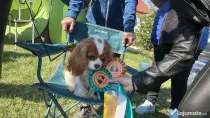 Pui Cavalier King Charles Spaniel din parinti campioni testati genetic