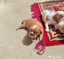 Pui Cavalier King Charles Spaniel din parinti campioni testati genetic