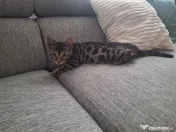 Bengal 