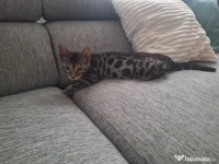 Bengal 
