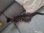 Bengal 