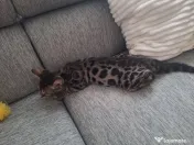 Bengal 