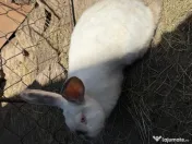 Iepuroaica de vânzare
