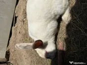 Iepuroaica de vânzare