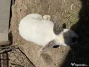 Iepuroaica de vânzare