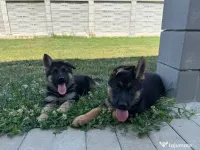 Pui Ciobanesc German