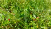 Casa + teren intravilan 4.000 mp I Potential agro-turistic I 
