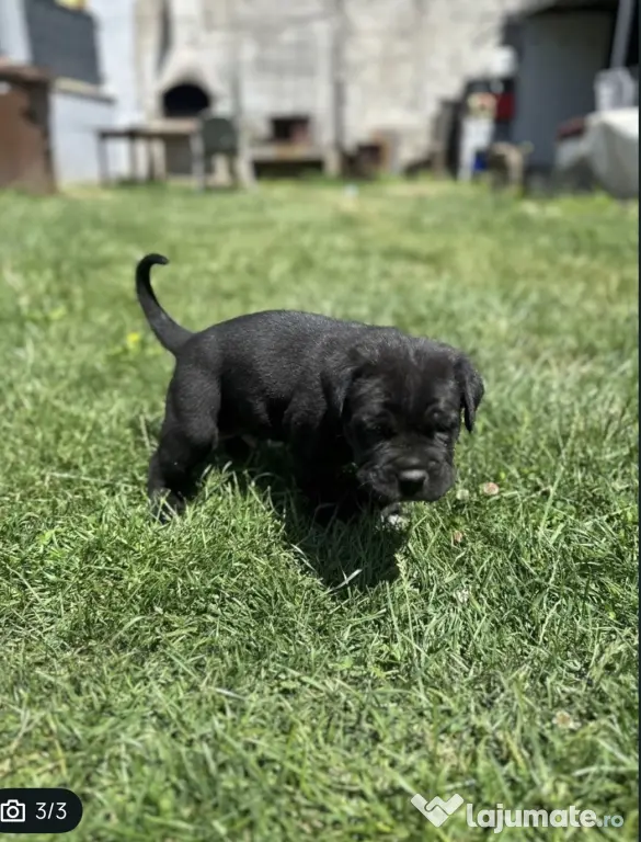 Vând mascul cane corso